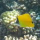 39- Poisson-pincette jaune 